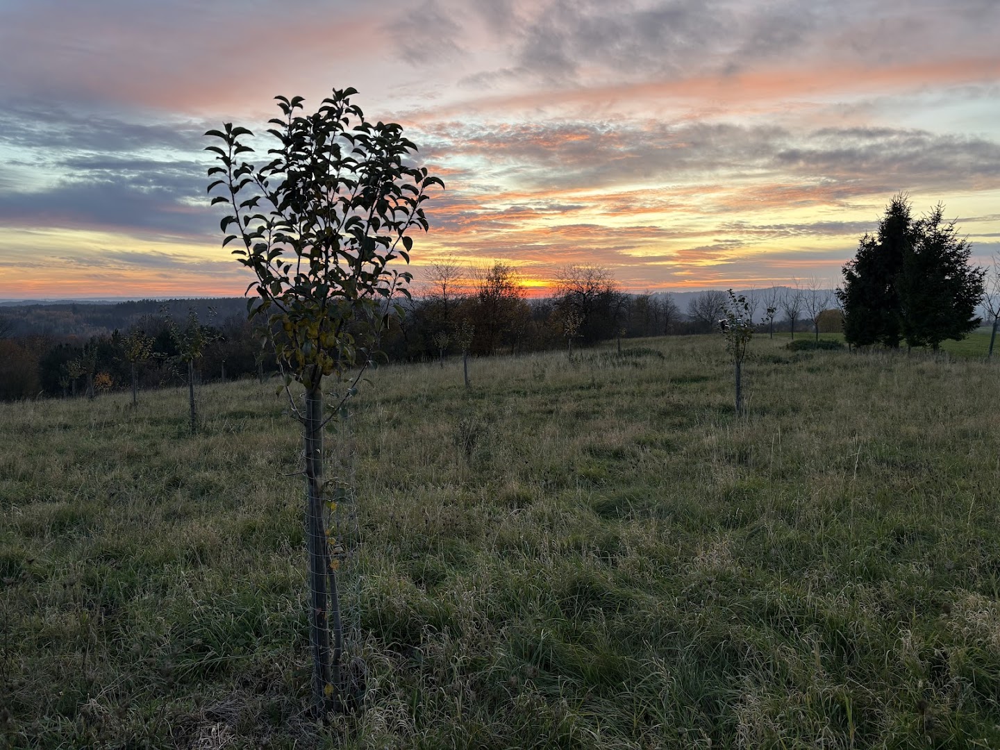 Západ slunce nad sadem